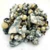 Albino Tidal Wave Magic Mushrooms kaufen – Premium Psilocybin