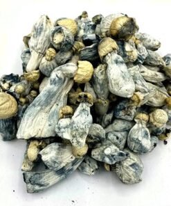 Albino Tidal Wave Magic Mushrooms kaufen – Premium Psilocybin