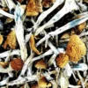 Amazonian Magic Mushrooms kaufen – Psilocybe Cubensis mit hoher Potenz