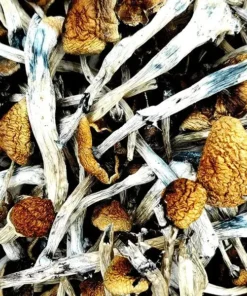 Amazonian Magic Mushrooms kaufen – Psilocybe Cubensis mit hoher Potenz