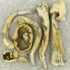 Atlantic Treasure Coast – Premium Magic Mushroom Blend