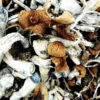 B+ Magic Mushrooms kaufen – Beliebte Psilocybe cubensis für Einsteiger