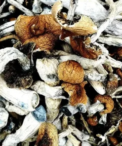 B+ Magic Mushrooms kaufen – Beliebte Psilocybe cubensis für Einsteiger