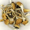 Brasilianische Cubensis Magic Mushrooms kaufen