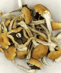Brasilianische Cubensis Magic Mushrooms kaufen
