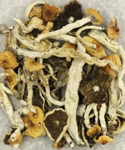 Kubanische Cubensis Pilze kaufen – Psilocybin Premium Produkt