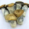 Godzilla Penis Envy kaufen – Magische Pilze