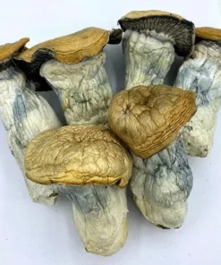 Godzilla Penis Envy kaufen – Magische Pilze