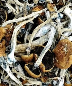 Golden Emperor Magic Mushrooms kaufen – Psilocybinhaltige Premium-Pilze