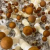 Golden Teacher Magic Mushrooms kaufen – Psilocybe cubensis für Microdosing