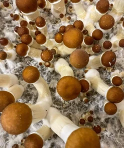 Golden Teacher Magic Mushrooms kaufen – Psilocybe cubensis für Microdosing