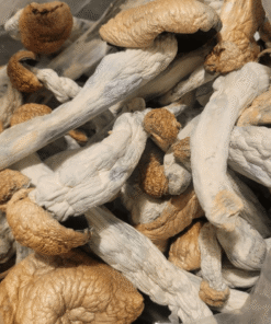 MaKilla Gorilla Mushroom kaufen
