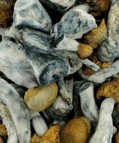 Penis Envy Chubs Magic Mushrooms kaufen