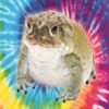 Bufo Bufo Krötensekret kaufen (1 Gramm)
