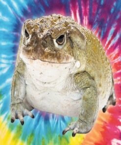 Bufo Bufo Krötensekret kaufen (1 Gramm)